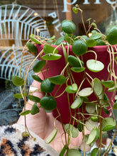 Load image into Gallery viewer, Peperomia Pepperspot 11cm Pot - Green Coins
