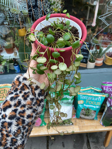 Peperomia Pepperspot 11cm Pot - Green Coins