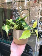 Load image into Gallery viewer, Philodendron scandens Brasil / Sweetheart Plant - 12cm Pot
