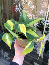 Load image into Gallery viewer, Philodendron scandens Brasil / Sweetheart Plant - 12cm Pot
