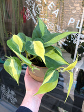 Load image into Gallery viewer, Philodendron scandens Brasil 12cm Pot - Sweetheart Plant
