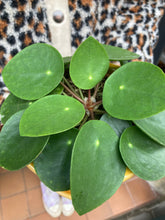 Load image into Gallery viewer, Pilea peperomioides / Chinese Money Plant
