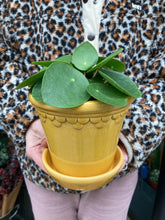 Load image into Gallery viewer, Pilea peperomioides / Chinese Money Plant

