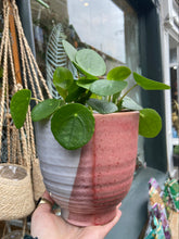 Load image into Gallery viewer, Pilea peperomioides - Chinese Money Plant

