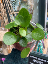 Load image into Gallery viewer, Pilea peperomioides - Chinese Money Plant
