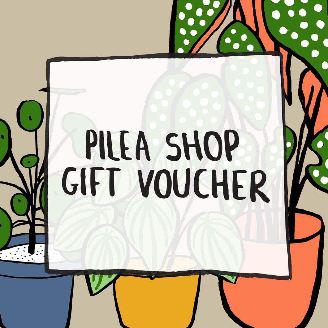 Pilea Plant Shop Shop Gift Voucher Delivery