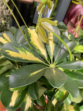 Load image into Gallery viewer, Schefflera Gold Capella - *Local Delivery or Local Pick Up Only*
