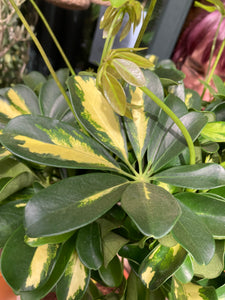 Schefflera Gold Capella - *Local Delivery or Local Pick Up Only*
