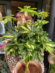 Schefflera Gold Capella - *Local Delivery or Local Pick Up Only*