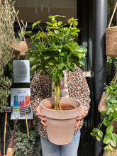 Load image into Gallery viewer, Schefflera Gold Capella - *Local Delivery or Local Pick Up Only*
