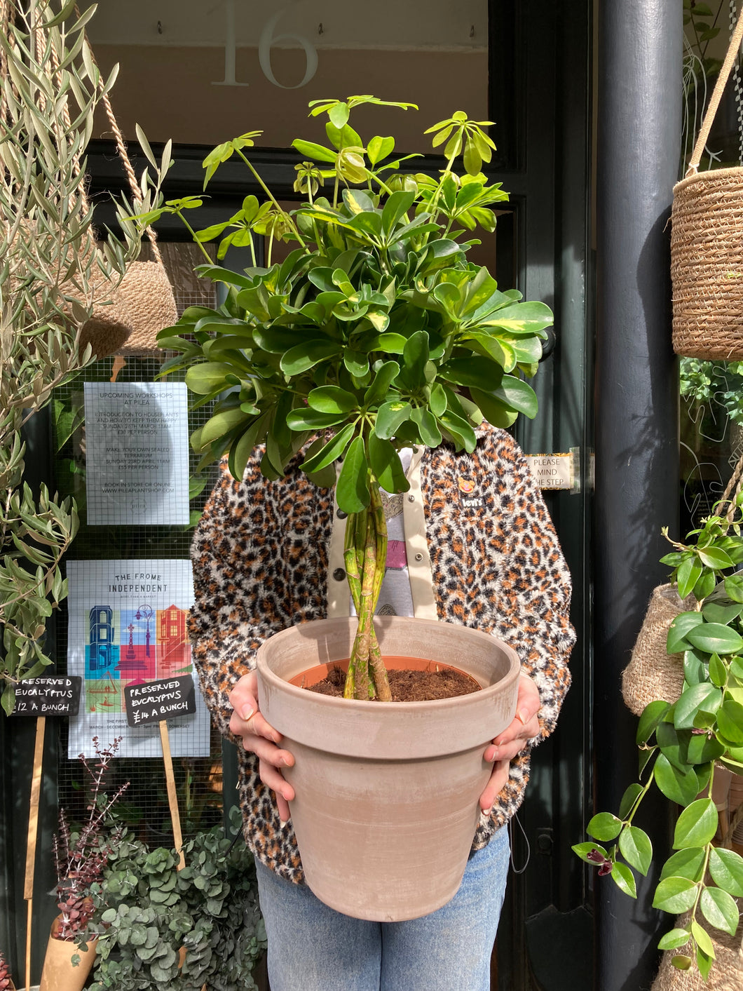 Schefflera Gold Capella - *Local Delivery or Local Pick Up Only*