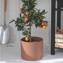 Load image into Gallery viewer, Stoneware Linear Plant Pots - *Local Delivery or Local Pick Up Only*
