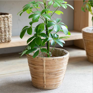 Rattan Plant Pot