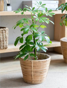 Rattan Plant Pot
