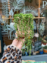 Load image into Gallery viewer, Senecio rowleyanus 12cm Pot - String of Pearls
