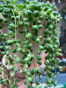 Senecio rowleyanus 12cm Pot - String of Pearls
