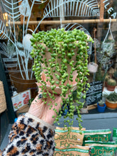 Load image into Gallery viewer, Senecio rowleyanus 12cm Pot - String of Pearls
