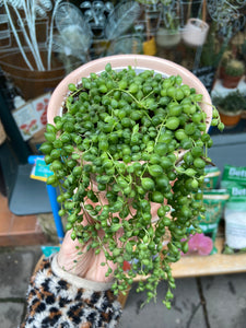 Senecio rowleyanus 12cm Pot - String of Pearls