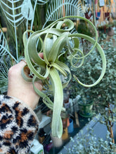 Load image into Gallery viewer, Tillandsia Curly Slim - Airplant
