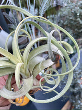 Load image into Gallery viewer, Tillandsia Curly Slim - Airplant
