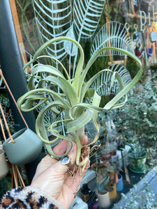 Tillandsia Curly Slim - Airplant