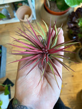 Load image into Gallery viewer, Tillandsia ionantha Rubra - Airplant
