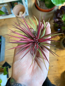 Tillandsia ionantha Rubra - Airplant
