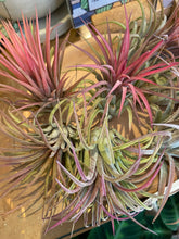 Load image into Gallery viewer, Tillandsia ionantha Rubra - Airplant
