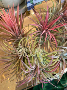 Tillandsia ionantha Rubra - Airplant