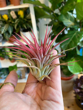 Load image into Gallery viewer, Tillandsia ionantha Rubra - Airplant
