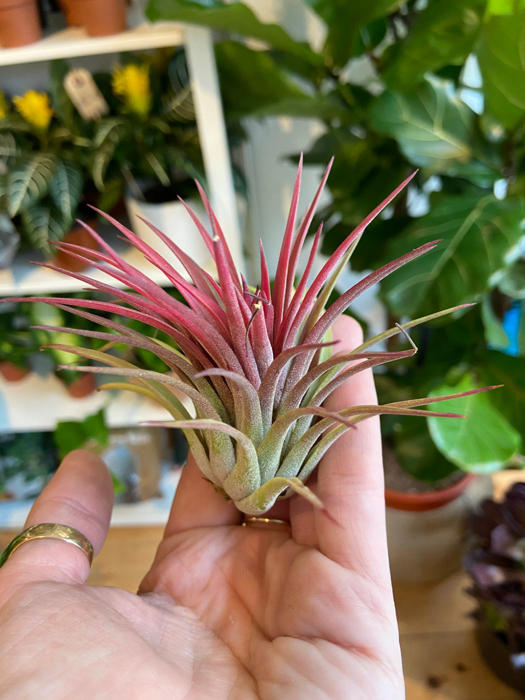 Tillandsia ionantha Rubra - Airplant