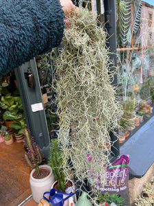 Tillandsia Usneoides - Spanish Moss