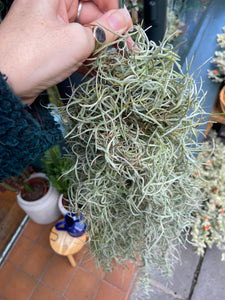 Tillandsia Usneoides - Spanish Moss