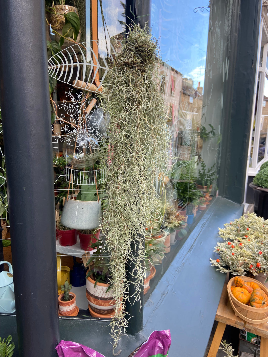 Tillandsia Usneoides - Spanish Moss