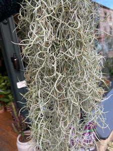 Tillandsia Usneoides - Spanish Moss