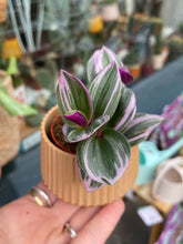 Load image into Gallery viewer, Tradescantia albiflora Nanouk 5cm Pot - Fantasy Venice
