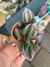 Load image into Gallery viewer, Tradescantia albiflora Nanouk 5cm Pot - Fantasy Venice
