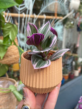 Load image into Gallery viewer, Tradescantia albiflora Nanouk 5cm Pot - Fantasy Venice
