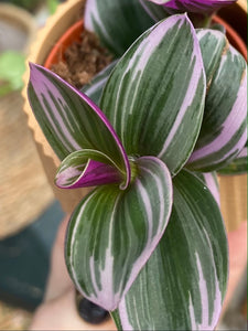 Tradescantia albiflora Nanouk 5cm Pot - Fantasy Venice