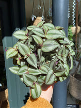 Load image into Gallery viewer, Tradescantia zebrina - Inch Plant
