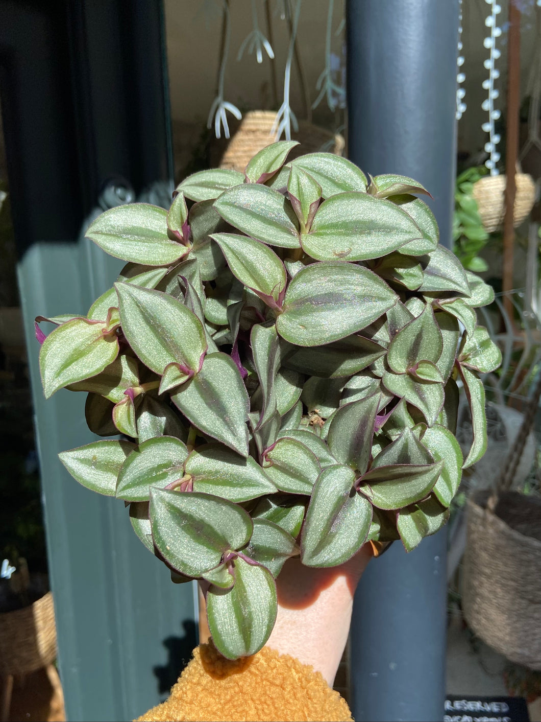 Tradescantia zebrina - Inch Plant