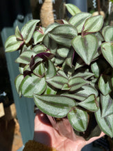 Load image into Gallery viewer, Tradescantia zebrina - Inch Plant

