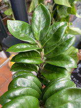 Load image into Gallery viewer, Zamioculcas zamiifolia Zenzi / Zenzi ZZ
