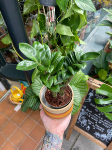 Zamioculcas zamiifolia Zenzi / Zenzi ZZ