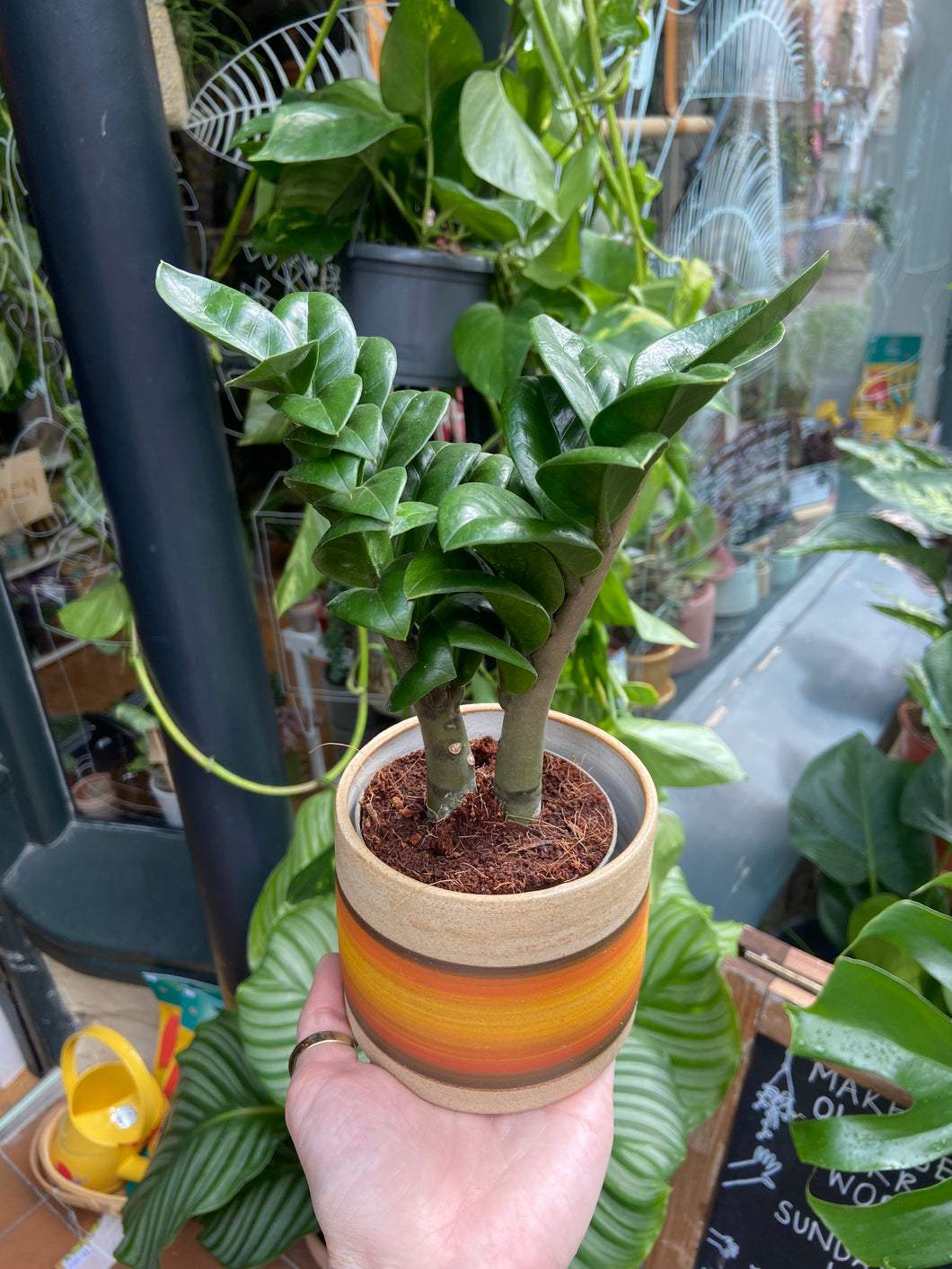 Zamioculcas zamiifolia Zenzi / Zenzi ZZ
