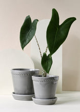 Load image into Gallery viewer, Helena Pearl Grey Glazed Plant Pots - *Local Delivery or Local Pick Up Only*
