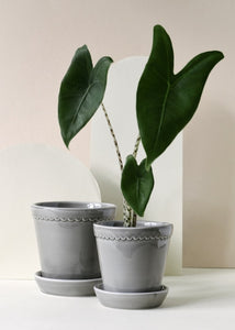 Helena Pearl Grey Glazed Plant Pots - *Local Delivery or Local Pick Up Only*