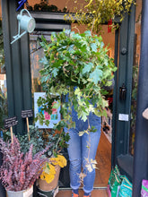Load image into Gallery viewer, Cissus rhombifolia Ellen Danica - *Local Delivery or Local Pick Up Only*
