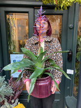 Load image into Gallery viewer, Aechmea Blue Rain - Blue Rain Bromeliad
