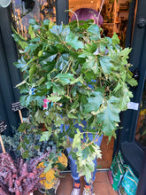 Load image into Gallery viewer, Cissus rhombifolia Ellen Danica - *Local Delivery or Local Pick Up Only*
